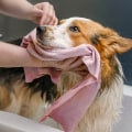 How to Get Rid of Dog and Cat Pet Dander in House With Expert Duct Repair