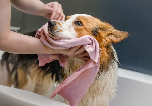 How to Get Rid of Dog and Cat Pet Dander in House With Expert Duct Repair